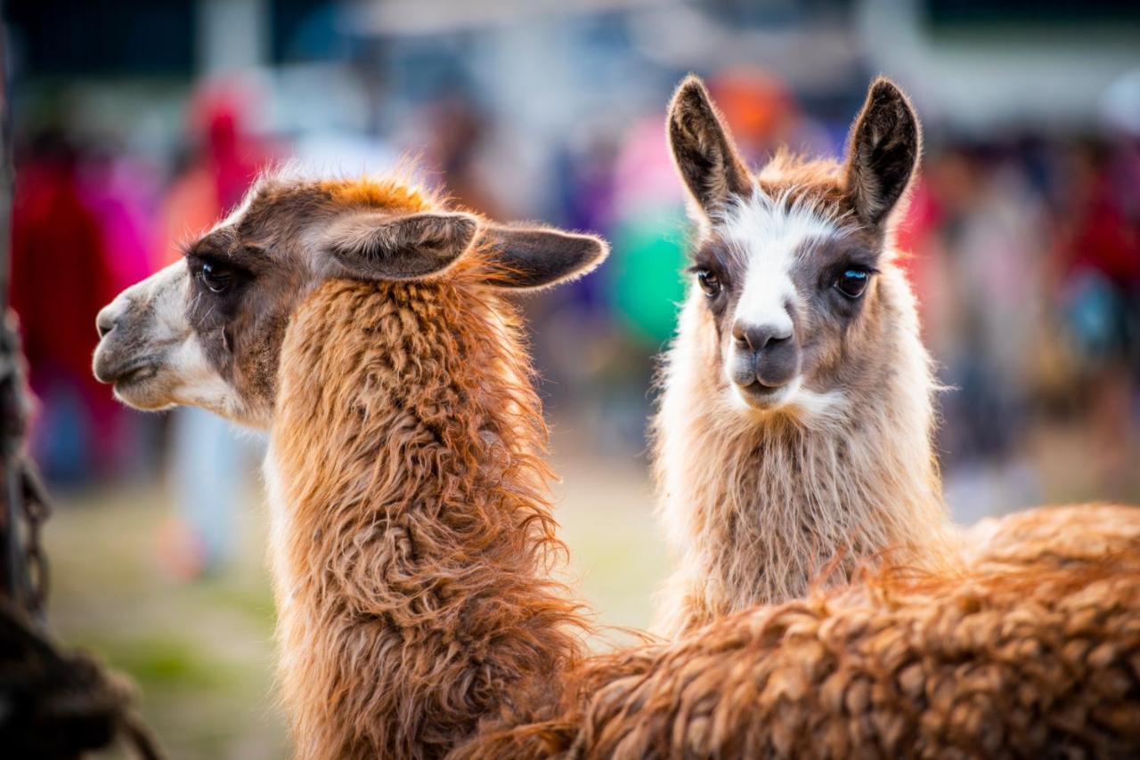 Mirador Oro Verde Quilotoa Zumbagua エクステリア 写真
